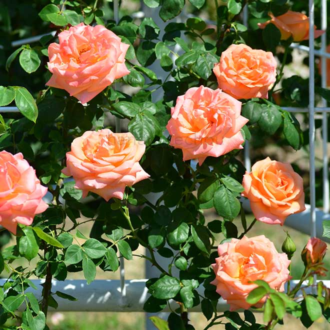 バラ ルーピング｜花の手帖の薔薇図鑑