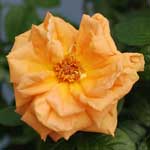 バラ ルイ ドゥ フューネ｜花の手帖の薔薇図鑑