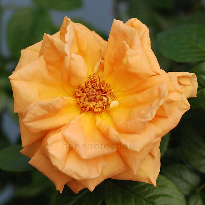 バラ ルイドゥフューネ｜花の手帖の薔薇図鑑