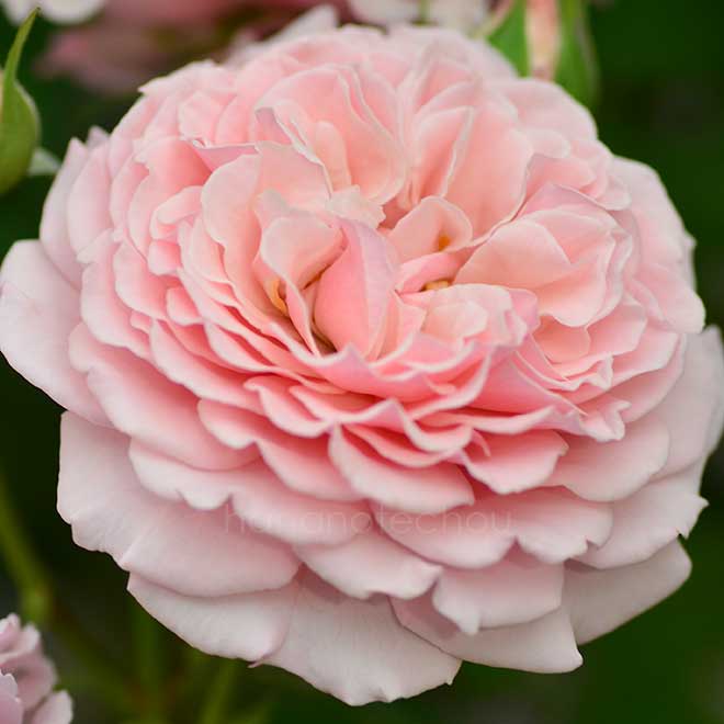 バラ ルイーズ ドゥ マリヤック｜花の手帖の薔薇図鑑