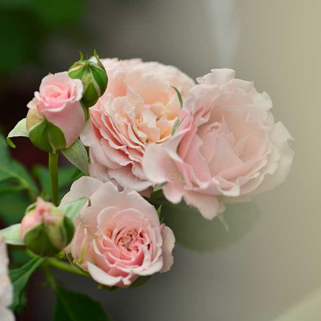 バラ ルイーズ ドゥ マリヤック｜花の手帖の薔薇図鑑