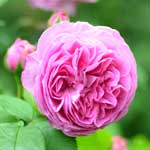 バラ ルイーズ オディエ｜花の手帖の薔薇図鑑
