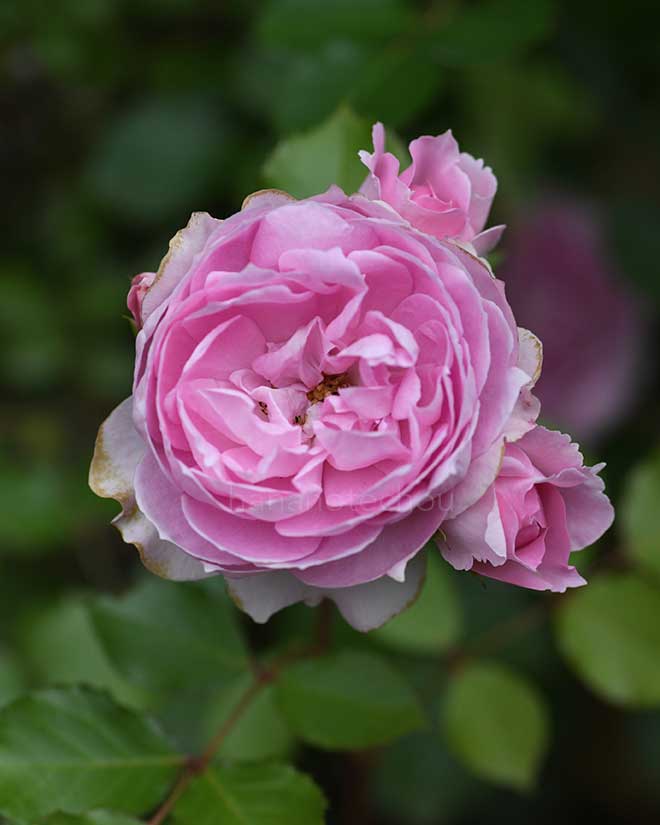 バラ 楼蘭｜花の手帖の薔薇図鑑