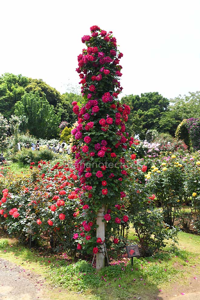 バラ ラブストラック｜花の手帖の薔薇図鑑