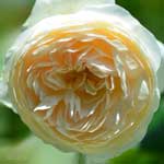 バラ ルドロウキャッスル｜花の手帖の薔薇図鑑