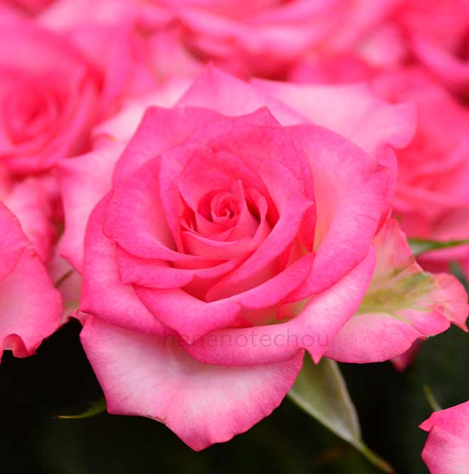 バラ ルミナリア｜花の手帖の薔薇図鑑