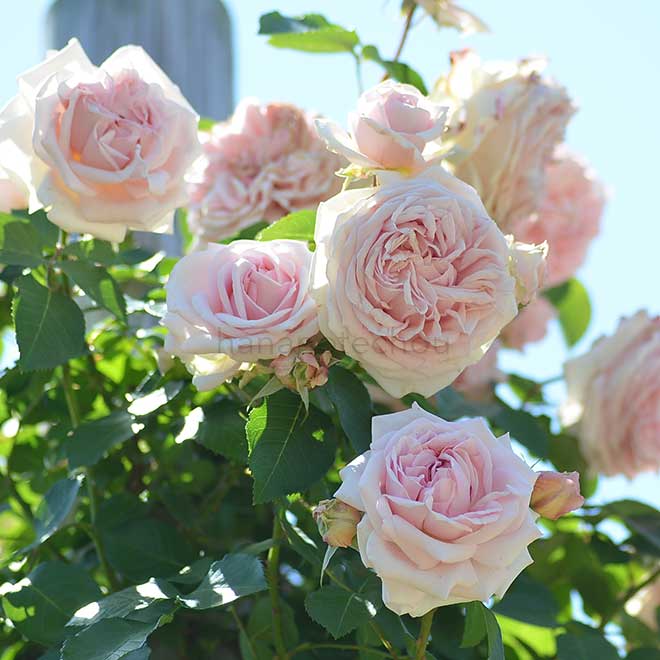 バラ ルミナス ピラー｜花の手帖の薔薇図鑑