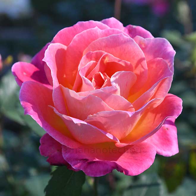 バラ ルスティゲ｜花の手帖の薔薇図鑑