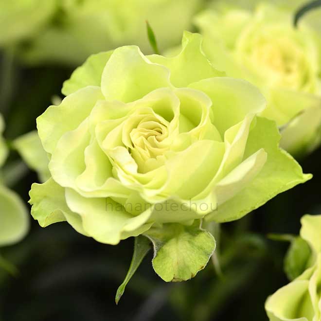 バラ ルビアナ｜花の手帖の薔薇図鑑