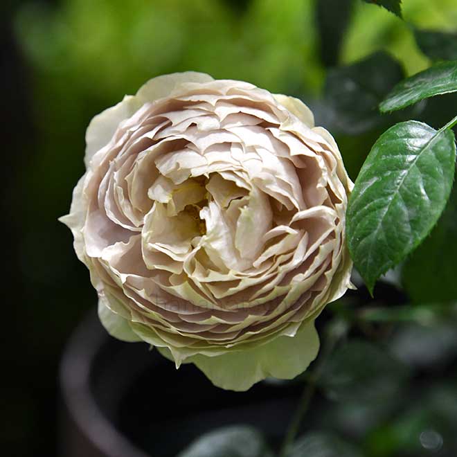 バラ ルクソール｜花の手帖の薔薇図鑑