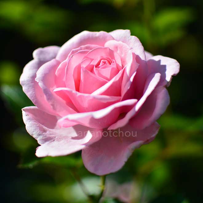 バラ ラドーブーケ｜花の手帖の薔薇図鑑