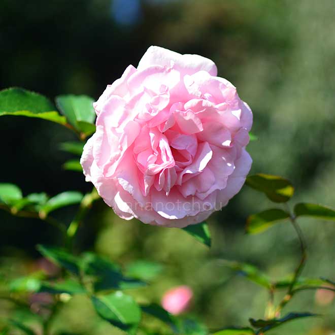 バラ ラドーブーケ｜花の手帖の薔薇図鑑