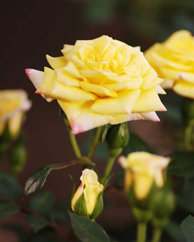 バラ レインボーズ エンド｜花の手帖の薔薇図鑑