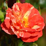 バラ レインボーウォーリアー｜花の手帖の薔薇図鑑