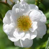 バラ ランブリングレクター｜花の手帖の薔薇図鑑