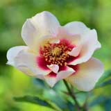 バラ ラルサ バビロン｜花の手帖の薔薇図鑑