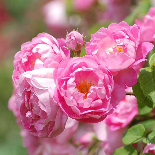 バラ ローブリッター｜花の手帖の薔薇図鑑