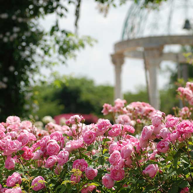 バラ ローブリッター｜花の手帖の薔薇図鑑