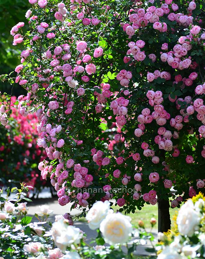 バラ ローブリッター｜花の手帖の薔薇図鑑