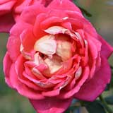 バラ レベッカ｜花の手帖の薔薇図鑑