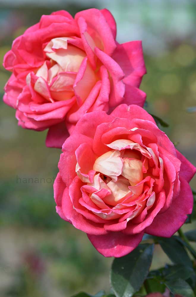 バラ レベッカ｜花の手帖の薔薇図鑑