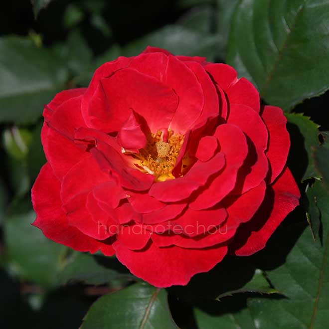 バラ レッドキャップ｜花の手帖の薔薇図鑑