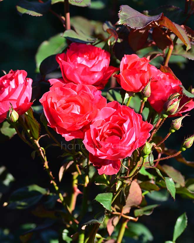 バラ レッドキャップ｜花の手帖の薔薇図鑑