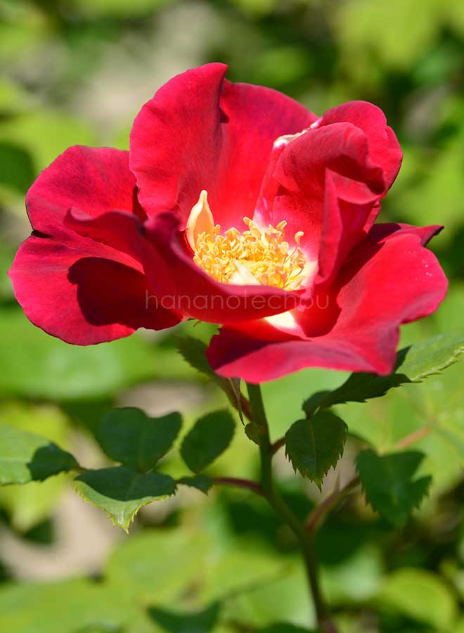 バラ レッド コート｜花の手帖の薔薇図鑑