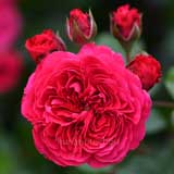 バラ レッド レオナルド ダ ヴィンチ｜花の手帖の薔薇図鑑