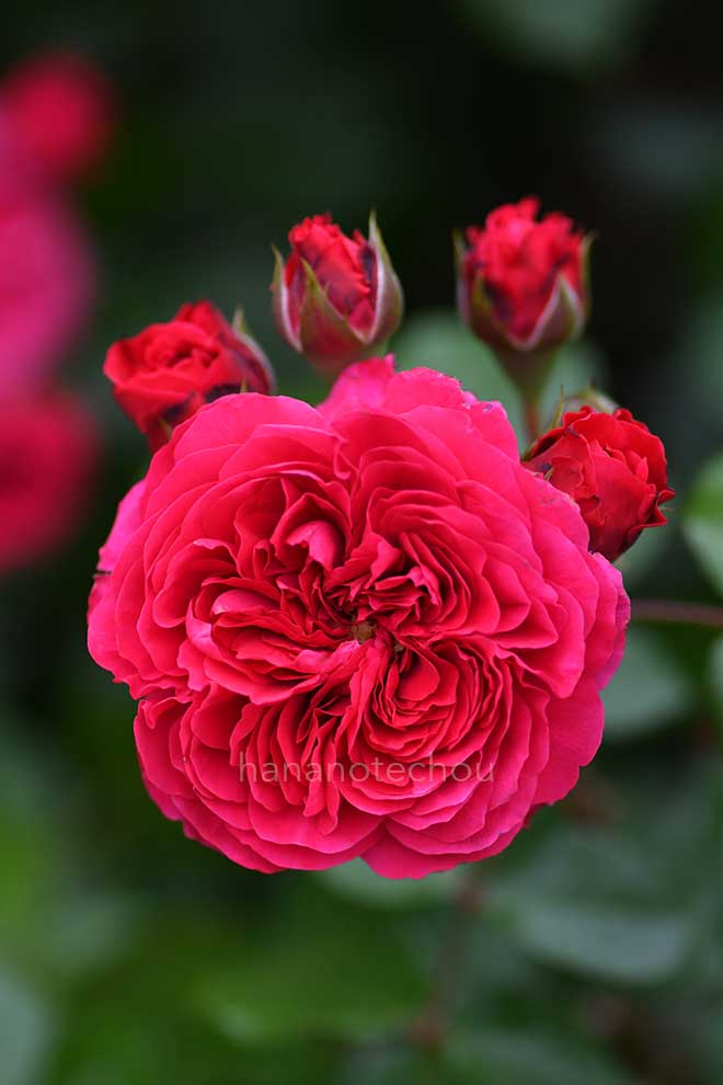 バラ レッド レオナルド ダ ヴィンチ｜花の手帖の薔薇図鑑