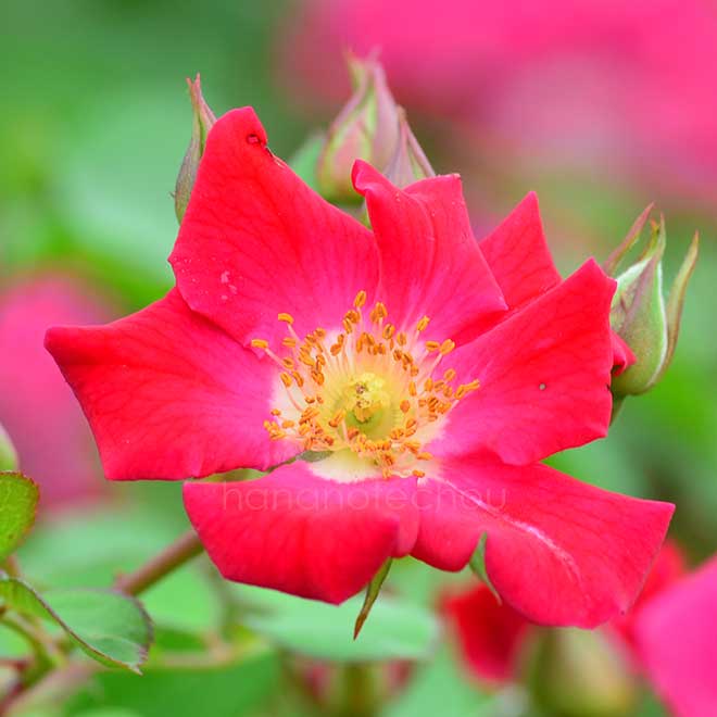 バラ レッド メイディランド｜花の手帖の薔薇図鑑