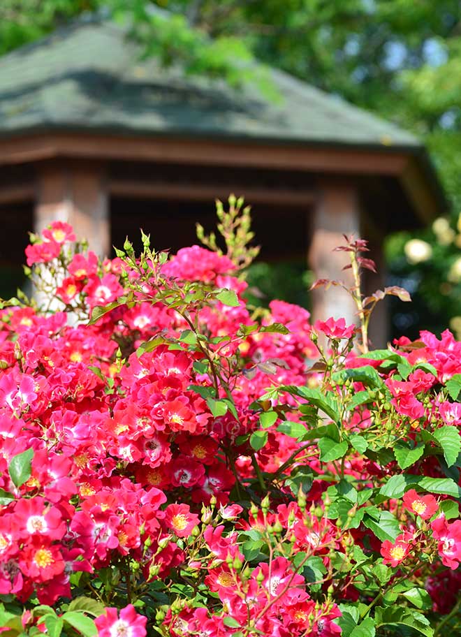 バラ レッド メイディランド｜花の手帖の薔薇図鑑