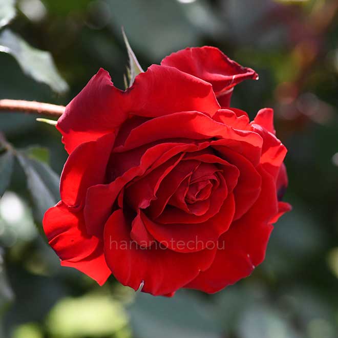 バラ レッドクイーン｜花の手帖の薔薇図鑑