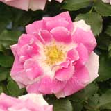 バラ レーゲンスベルグ｜花の手帖の薔薇図鑑
