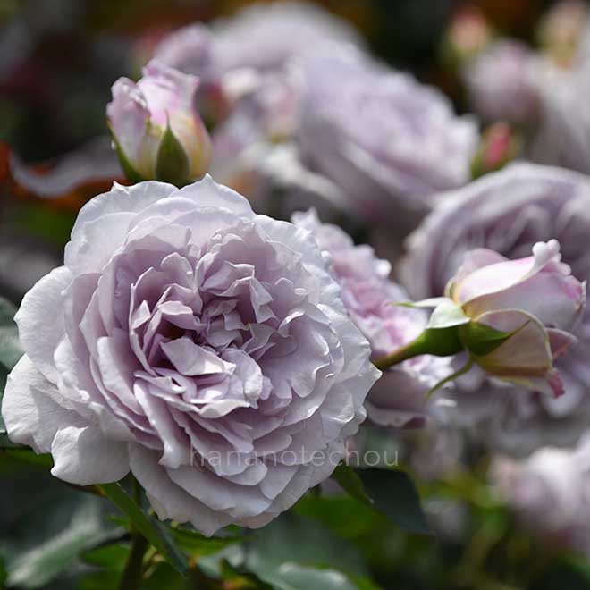 バラ 令の風｜花の手帖の薔薇図鑑