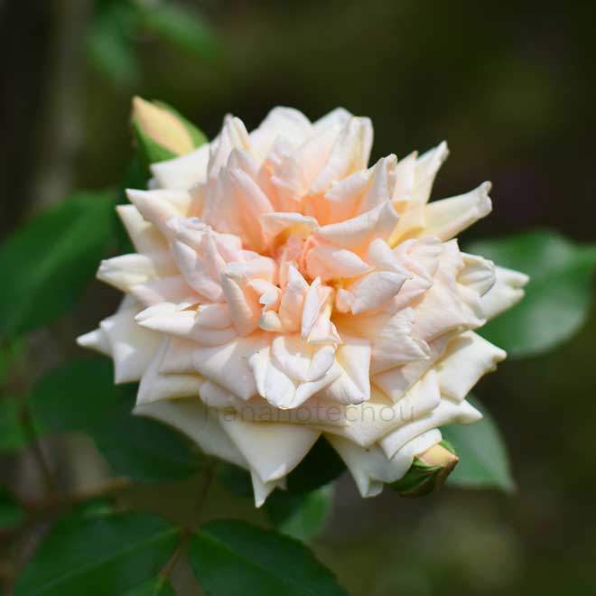 バラ レーヴドール｜花の手帖の薔薇図鑑