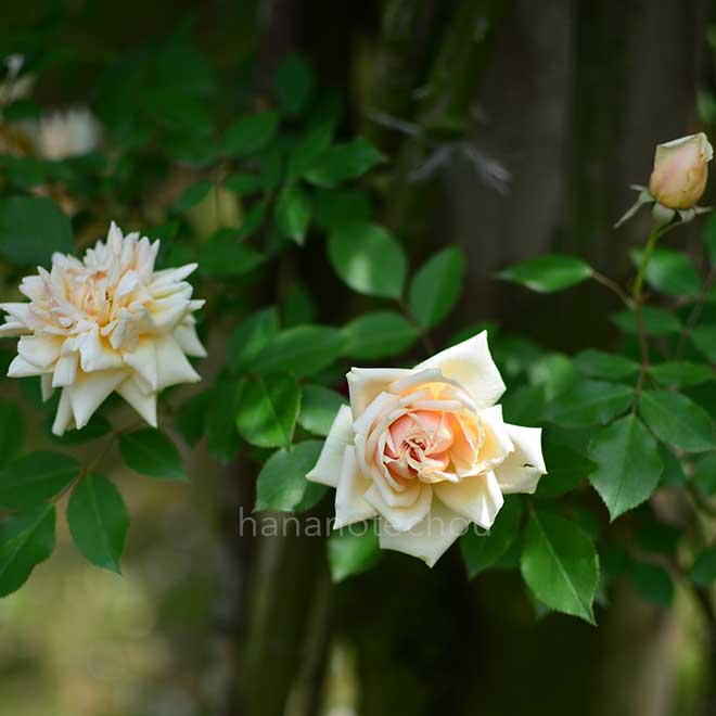 バラ レーヴドール｜花の手帖の薔薇図鑑