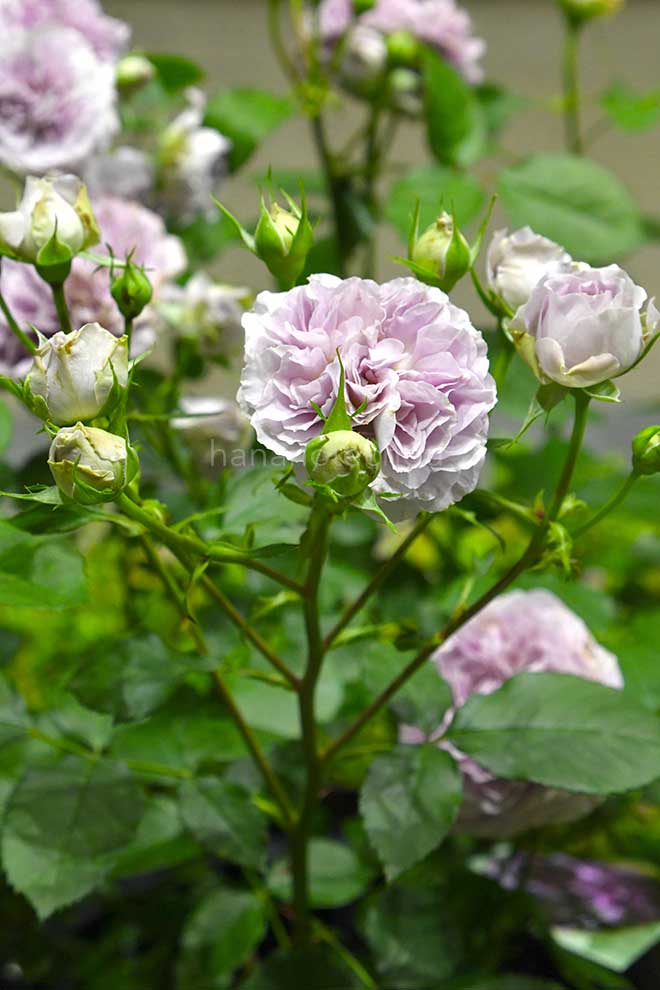 バラ レヴリ｜花の手帖の薔薇図鑑