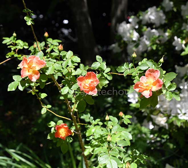 バラ ロドファイルグレイヴロー｜花の手帖の薔薇図鑑