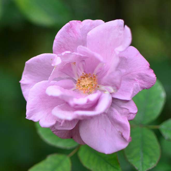 バラ リップルズ｜花の手帖の薔薇図鑑