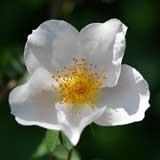 バラ ロビー バーンズ｜花の手帖の薔薇図鑑