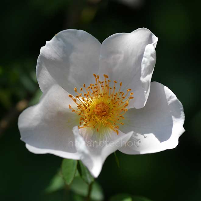 バラ ロビー バーンズ｜花の手帖の薔薇図鑑