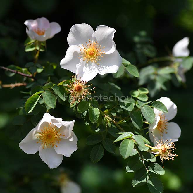 バラ ロビー バーンズ｜花の手帖の薔薇図鑑