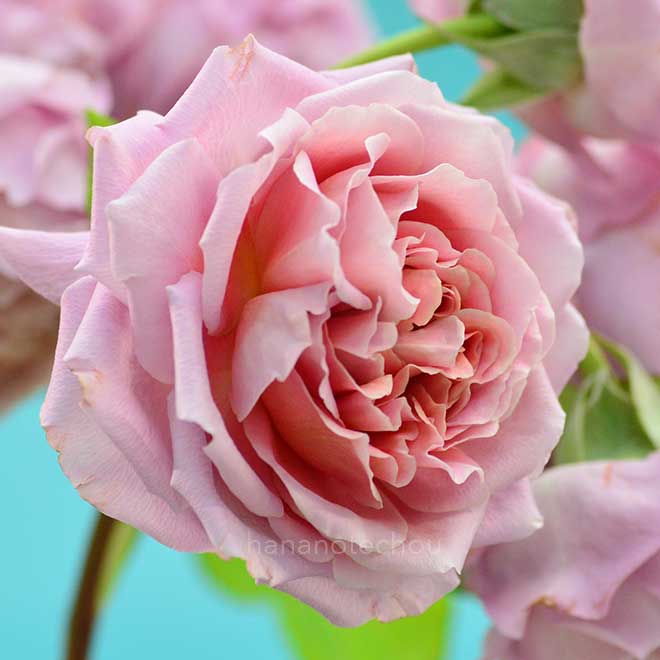 バラ ローブ ア ラ フランセーズ｜花の手帖の薔薇図鑑