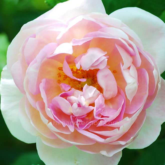 バラ ロバート レオポルド｜花の手帖の薔薇図鑑