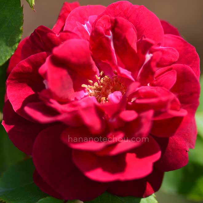 バラ ロブスタ｜花の手帖の薔薇図鑑