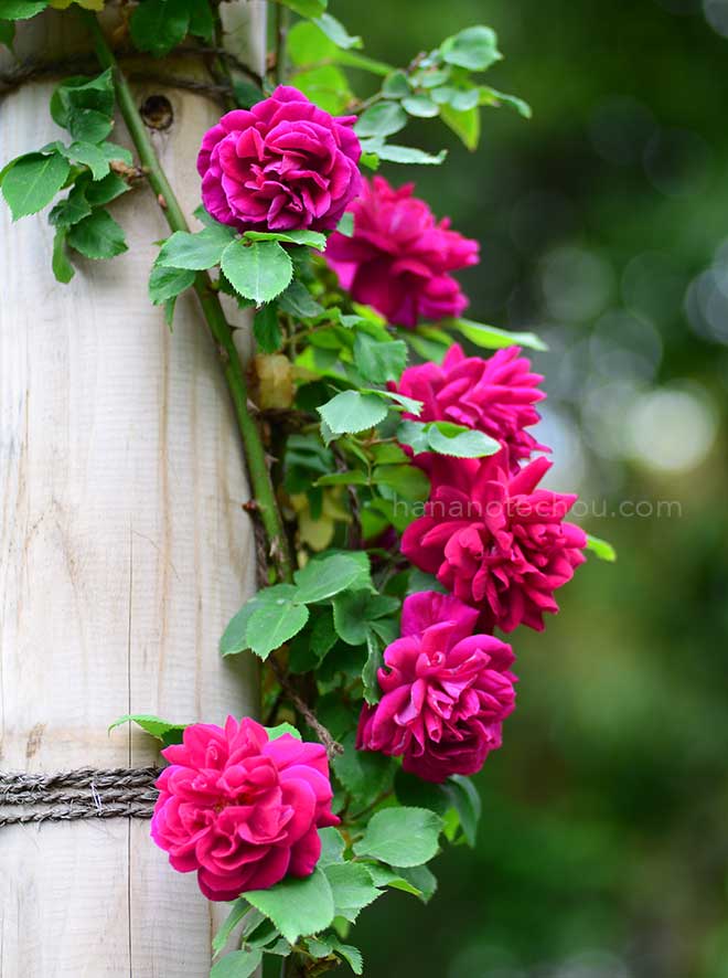 バラ ロブスタ｜花の手帖の薔薇図鑑