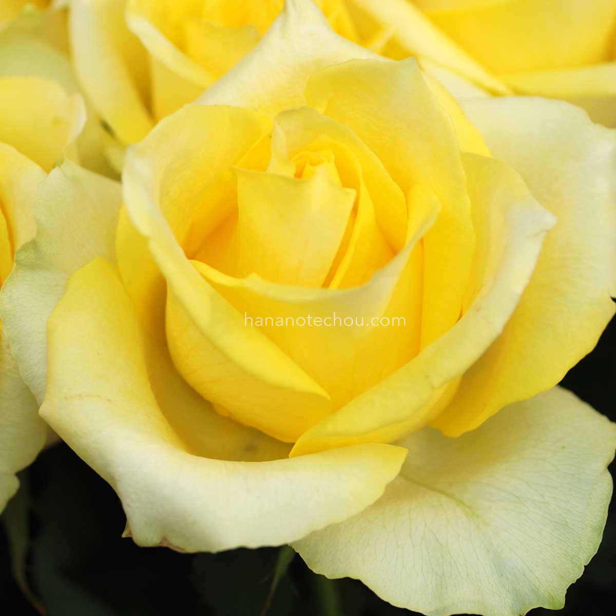 バラ ロッシュ＋｜花の手帖の薔薇図鑑