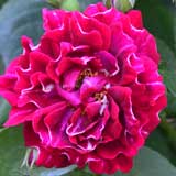 バラ ロジャーランベリン｜花の手帖の薔薇図鑑