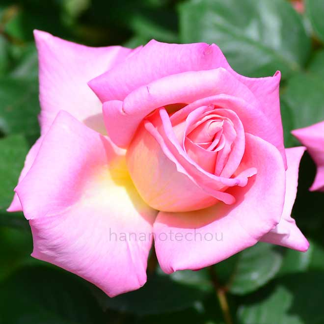 バラ 六甲｜花の手帖の薔薇図鑑